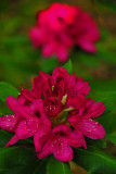 Rhododendron 1350