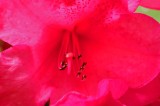 Rhododendron 1238