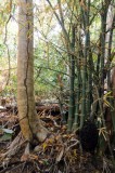 14 1175 Termite tubes; bamboo
