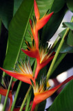 17 3420 Heliconia