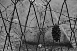 05 Cemetery in rain 6884