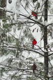 cardinals 5599
