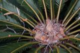 cycad 3673