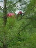 Pine flamingo1