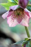 Lenten rose 5554