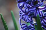 16 Hyacinth 6703