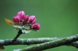 Crab apple buds 6954