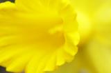 Yellow daffodil 7173