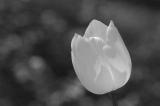 White tulip 7436