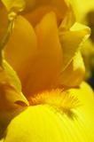 Yellow iris 7657