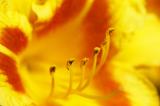 03 Daylily 9049