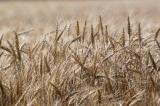 Wheat 4954
