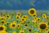 Sunflower 5267