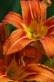 Daylilies 9232