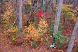 Fall woods 0280