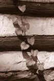 25 Grape on log cabin 5725