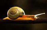 Caracol traslucido