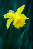 Narcisos V