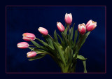 Tulipan VI (Color)