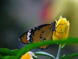 Danaus plexippus