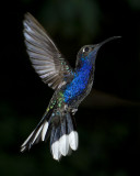 Hummingbird Blues
