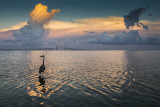 A Great Blue Heron Sunset