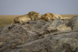 Serengeti Dreaming