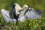 That branch messed up my pretty feathers!