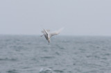 Glaucous Gull