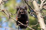 Eastern Black Squirrel