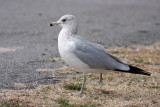 Ring-billed Gull