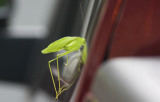 Katydid!