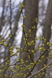 Spicebush