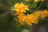 Florida Azalea