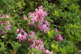 Pinxterbloom Azalea