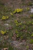 Pine Barrens Heather