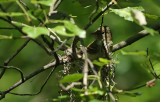 Acadian Flycatcher nest!