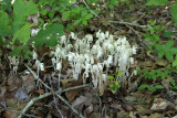 Indian Pipe