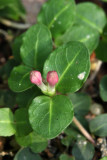 Partridgeberry