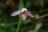 Pogonia ophioglossoides- Rose Pogonia Orchid