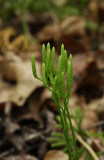 Lycopodium digitatum