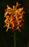 Platanthera ciliaris- (Orange Fringed Orchid)