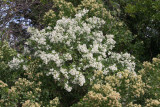 baccharis halimifolia- Groundsel Tree