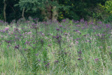 New York Ironweed and Joe Pye Weed