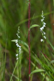 Spiranthes tuberosa- (Little Ladies Tresses)