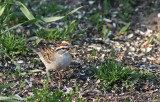 Chipping Sparrow