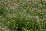 Salt Marsh Fleabane