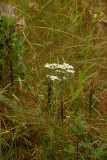 Pine Barrens Boneset