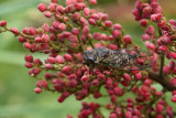 Cicada on sumac