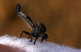 Robber Fly on my sock!:)